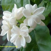 Rose Jasmine