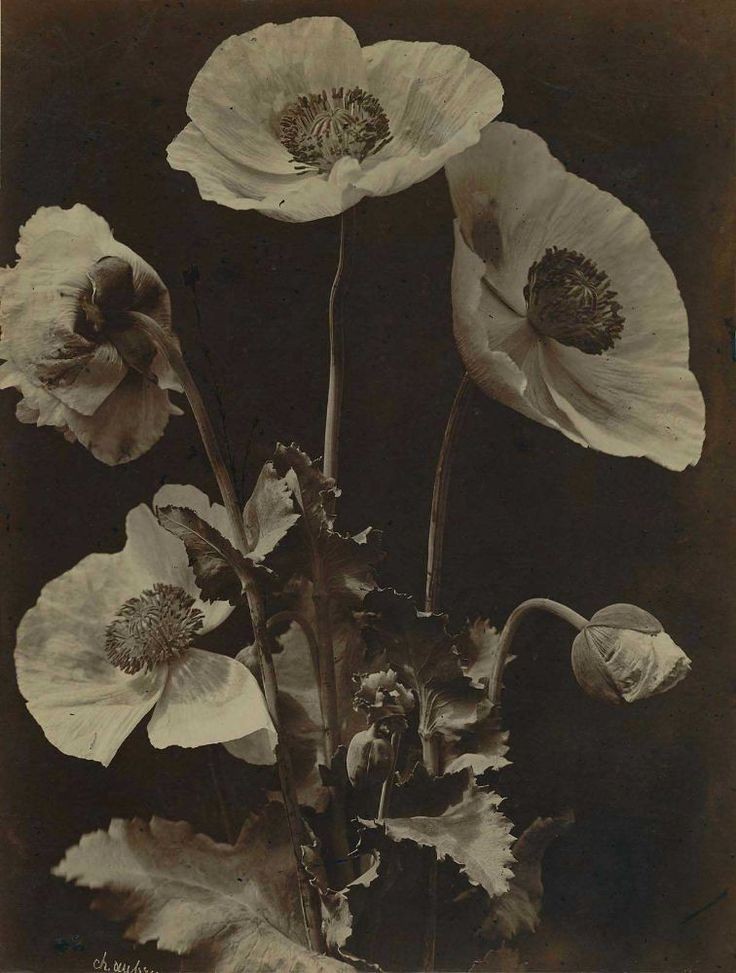 Ivy Pan